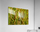 Four dragonfly love Acrylic Print
