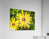 Close up sunflower Acrylic Print