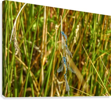 Four dragonfly love Canvas Print