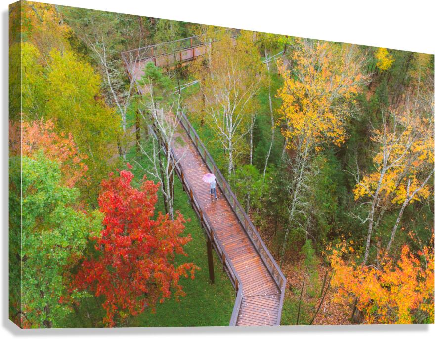 Forest fallautumn colors Canvas Print