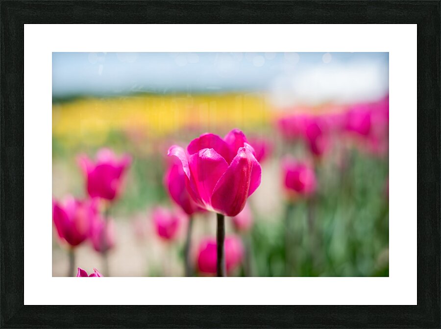 Pink Tulips Picture Frame print