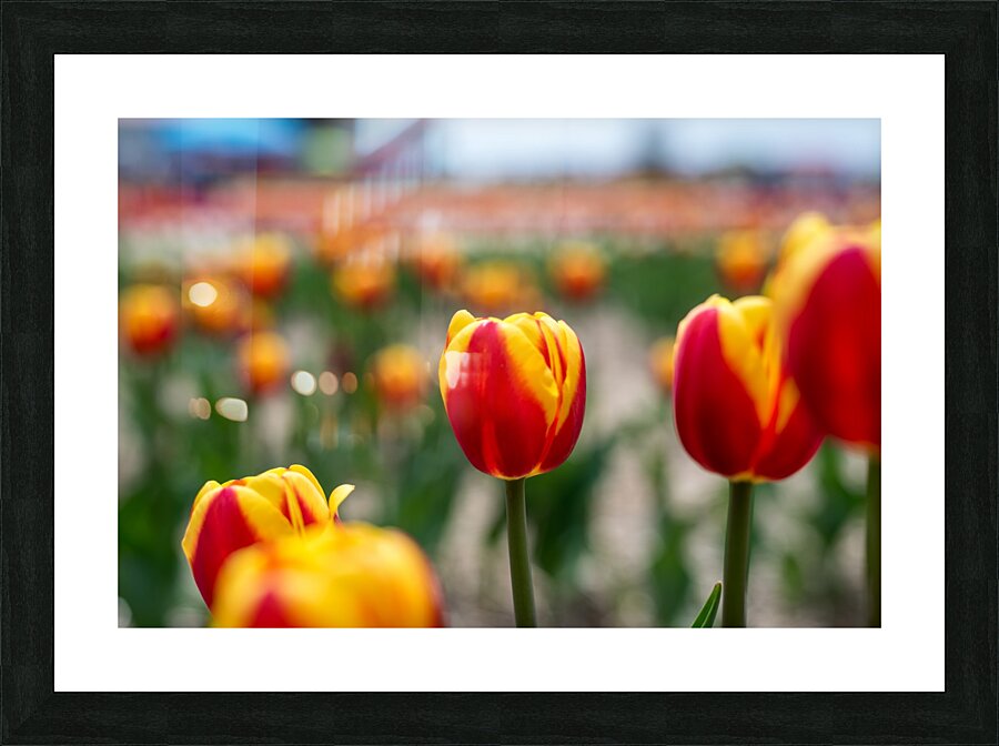 Multi Color Tulips Picture Frame print