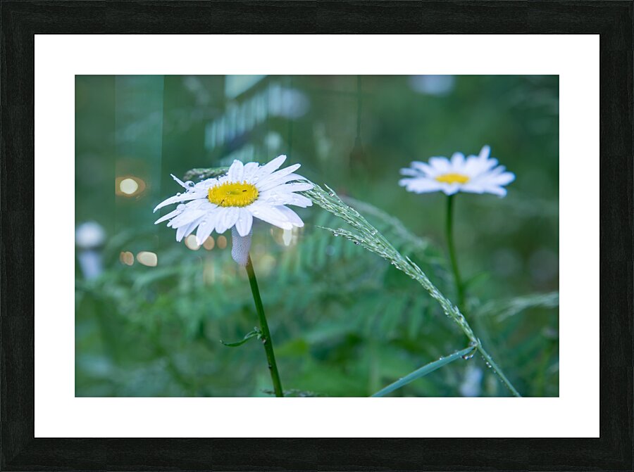 Flower in the wild  Picture Frame print