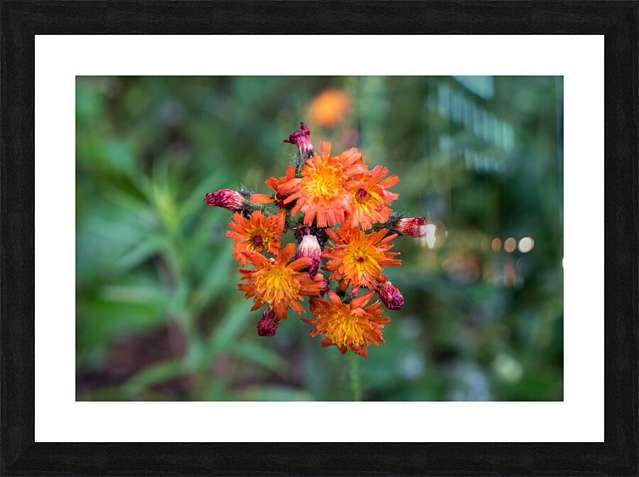 Orange wild flower Picture Frame print