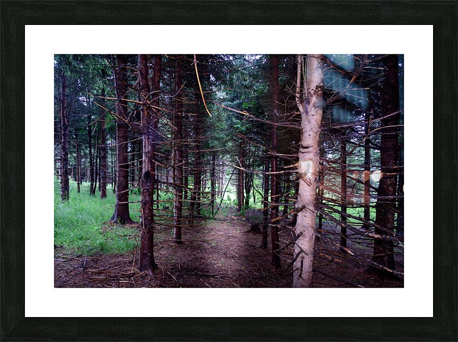 Pine tree trunks Picture Frame print