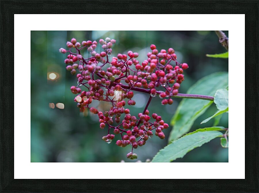 Berries Picture Frame print