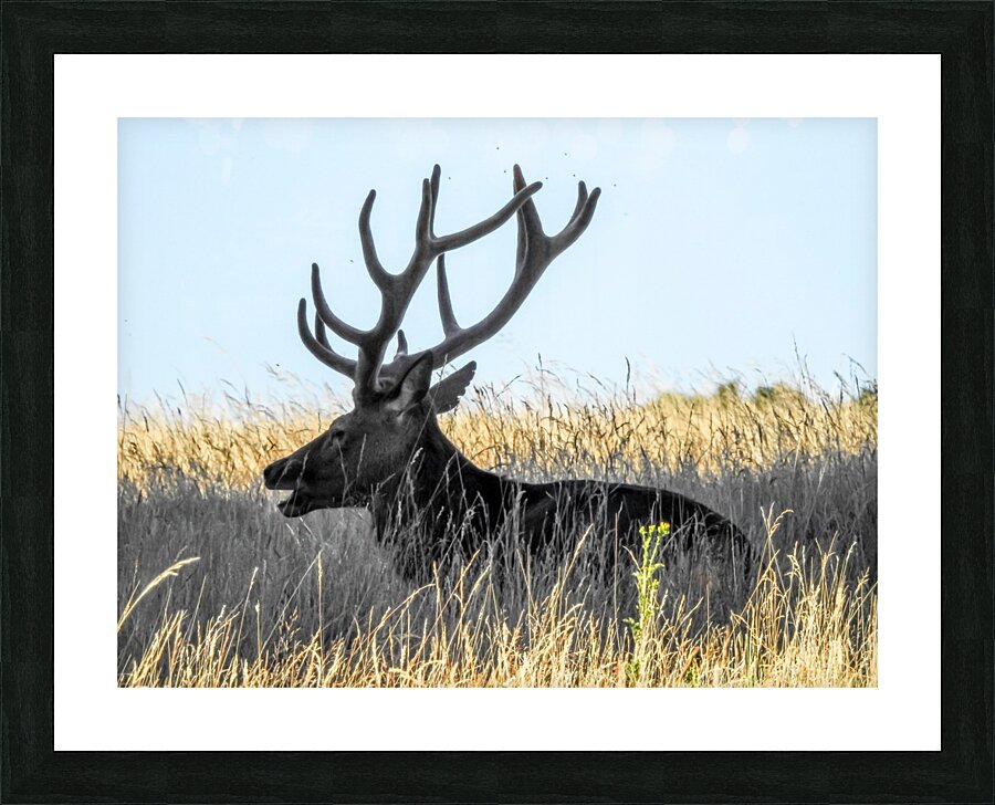 Deer on field Picture Frame print