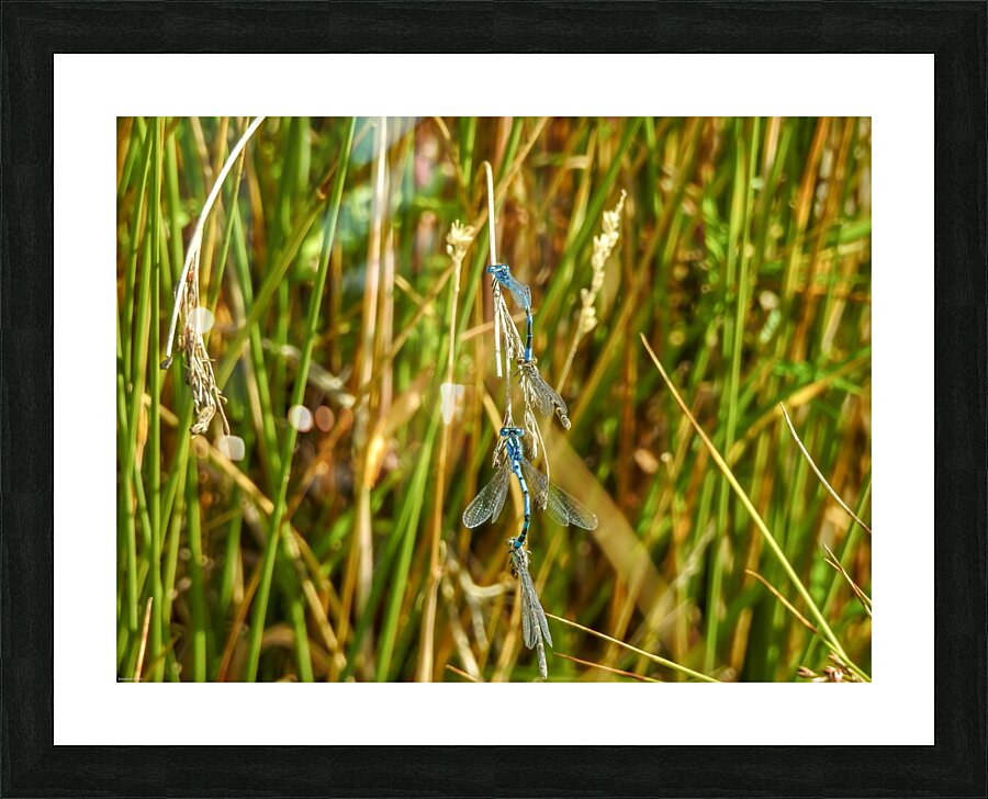 Four dragonfly love Picture Frame print