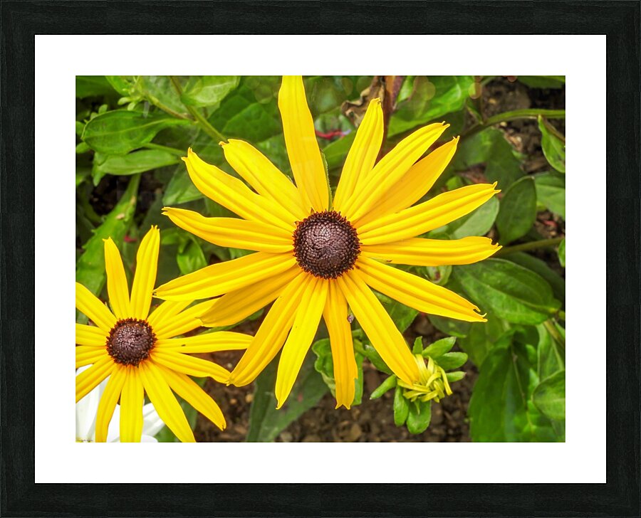 Close up sunflower Picture Frame print