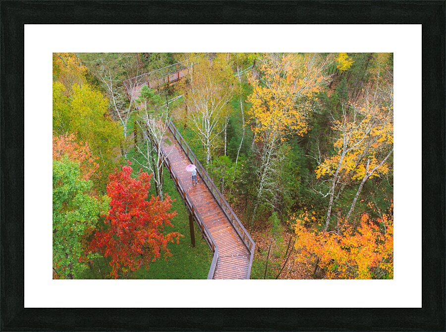 Forest fallautumn colors Picture Frame print