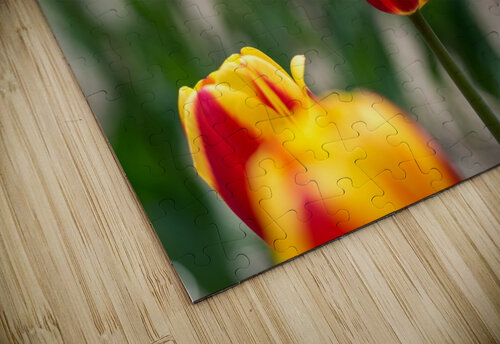Multi Color Tulips RezieMart puzzle