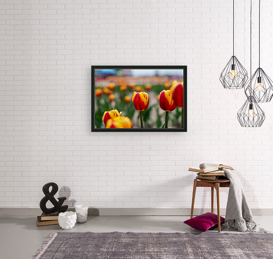 Multi Color Tulips Reproduction