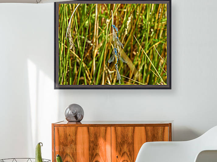 Four dragonfly love Reproduction
