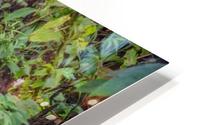 Stream on land HD Metal print