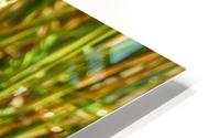 Four dragonfly love HD Metal print