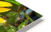 Close up sunflower HD Metal print