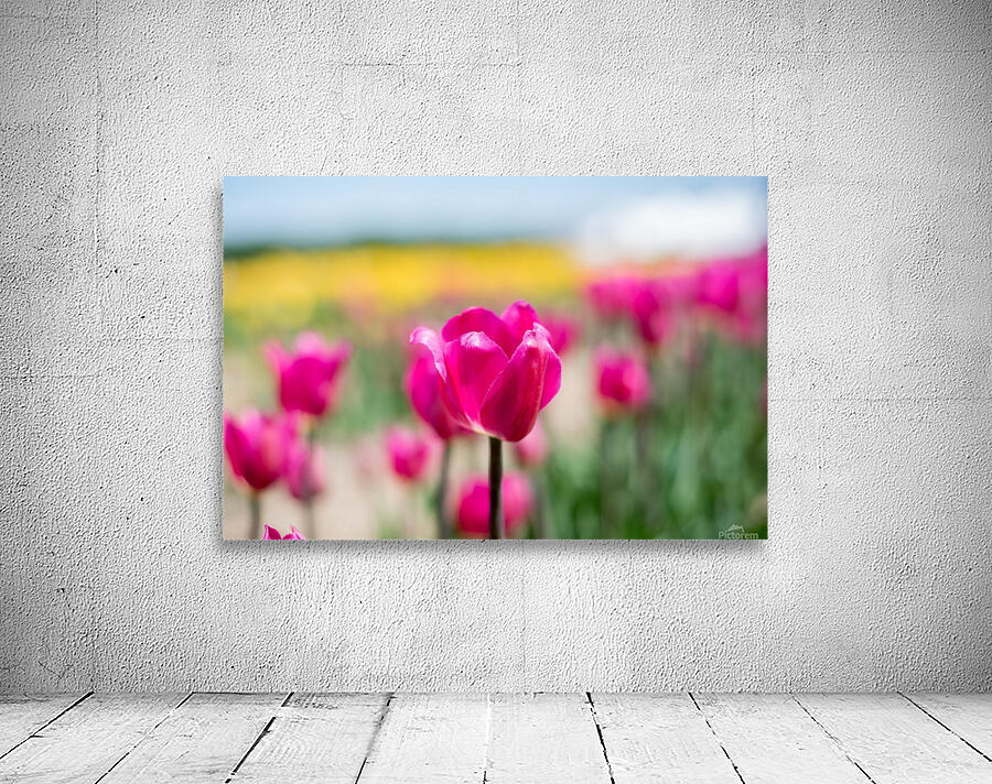 Pink Tulips Wall Preview