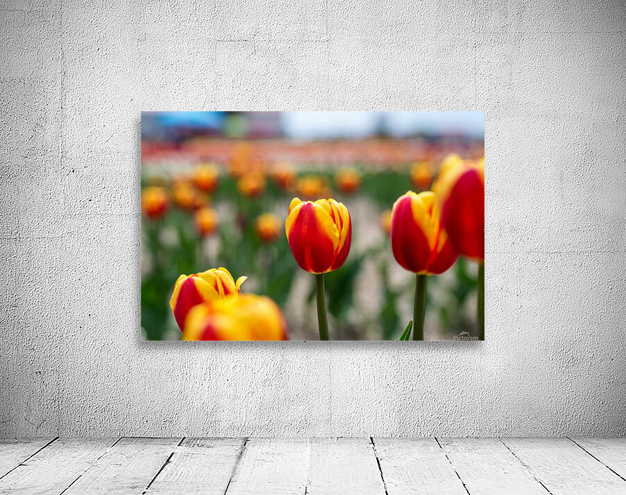 Multi Color Tulips Wall Preview