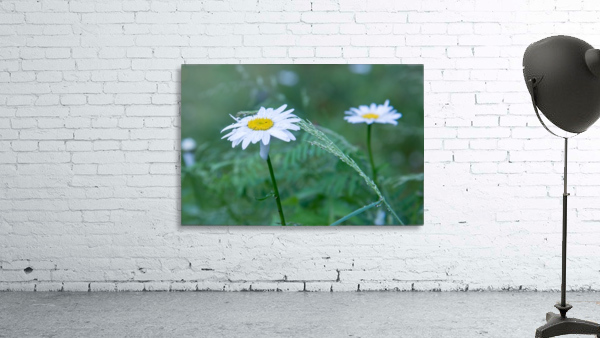 Flower in the wild  Wall Preview