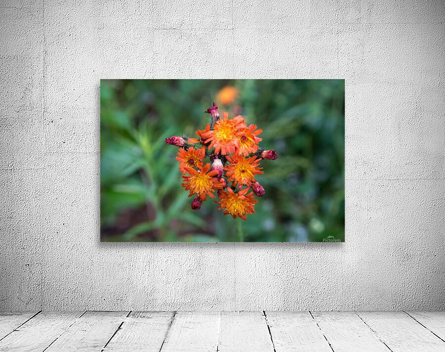 Orange wild flower Wall Preview