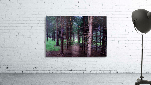 Pine tree trunks Wall Preview