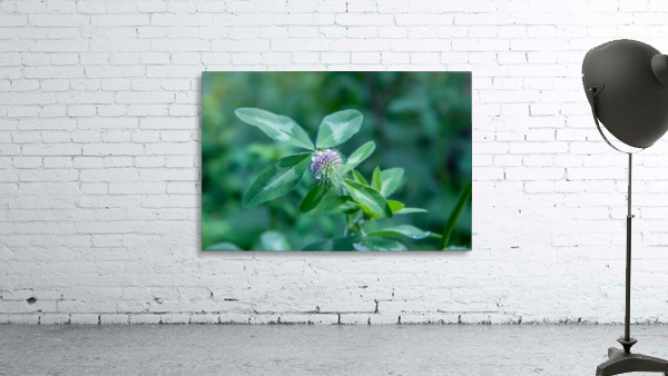 Wild beautiful grass Wall Preview