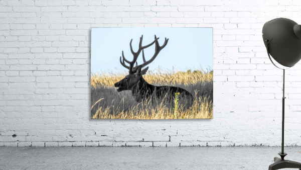 Deer on field Wall Preview