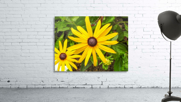 Close up sunflower Wall Preview