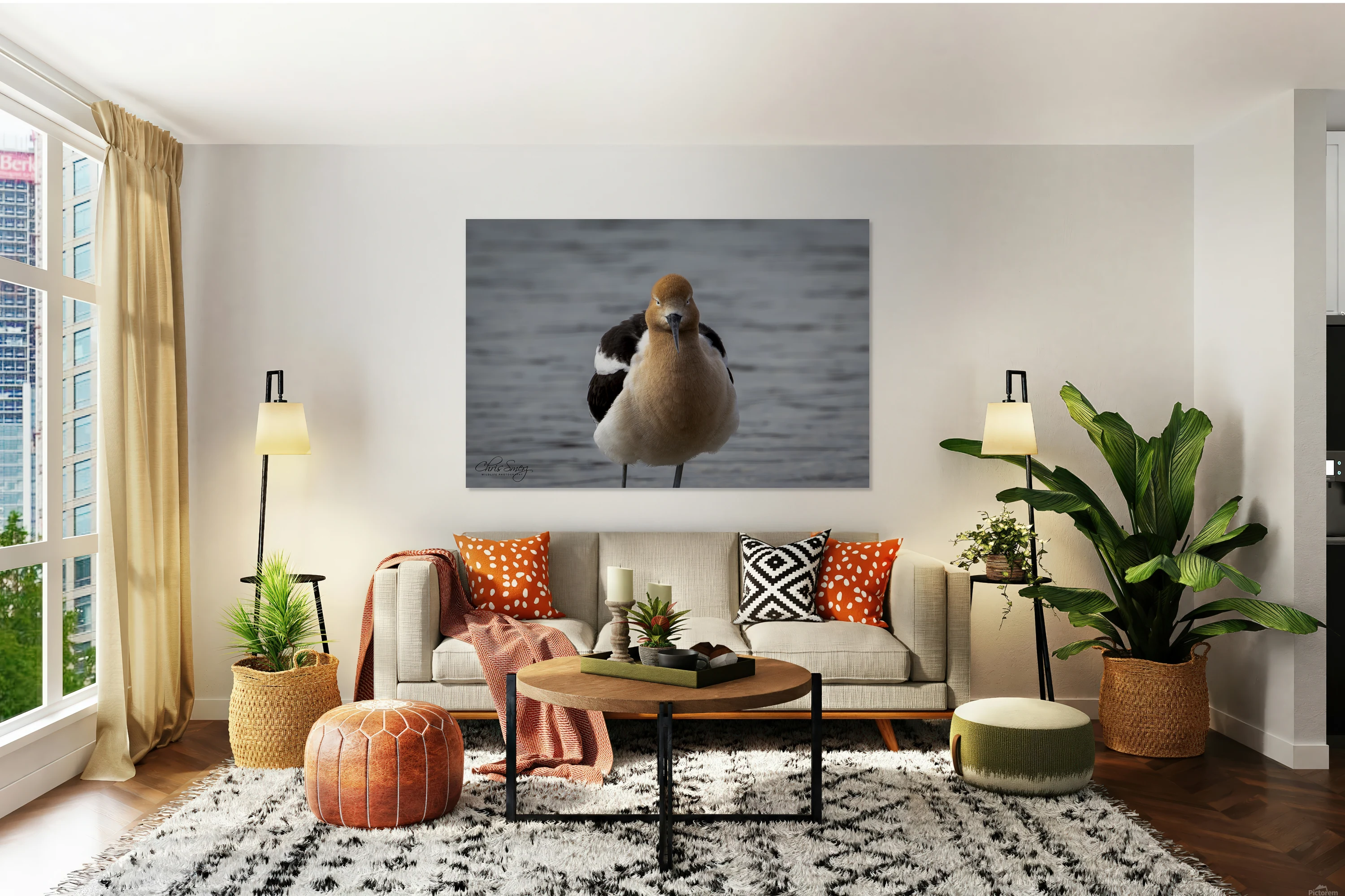 American Avocet Photography