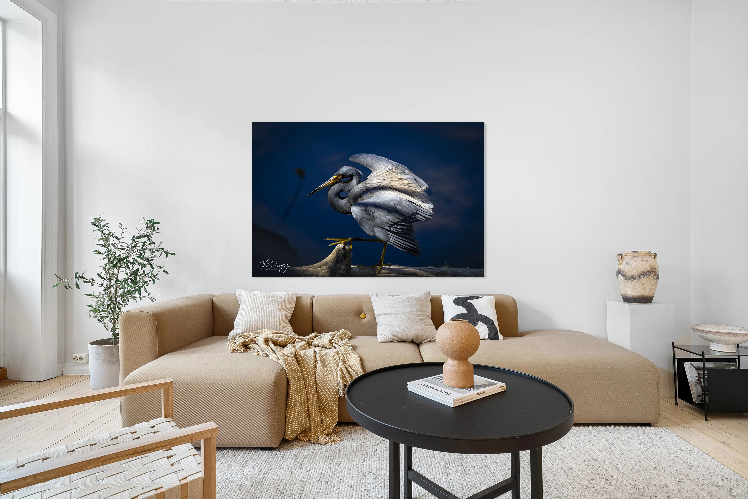 Tri-Colored Heron Portrait