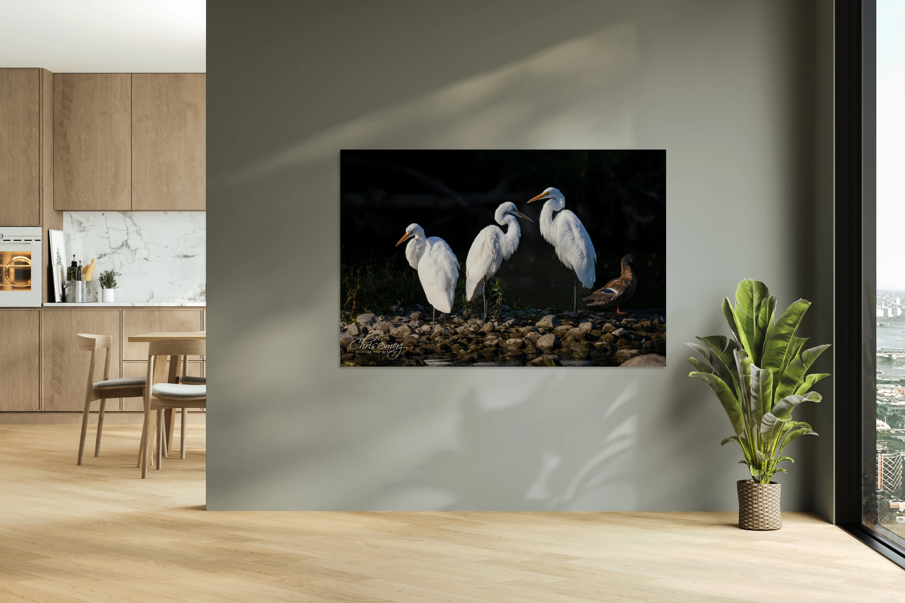 Egrets Photography
