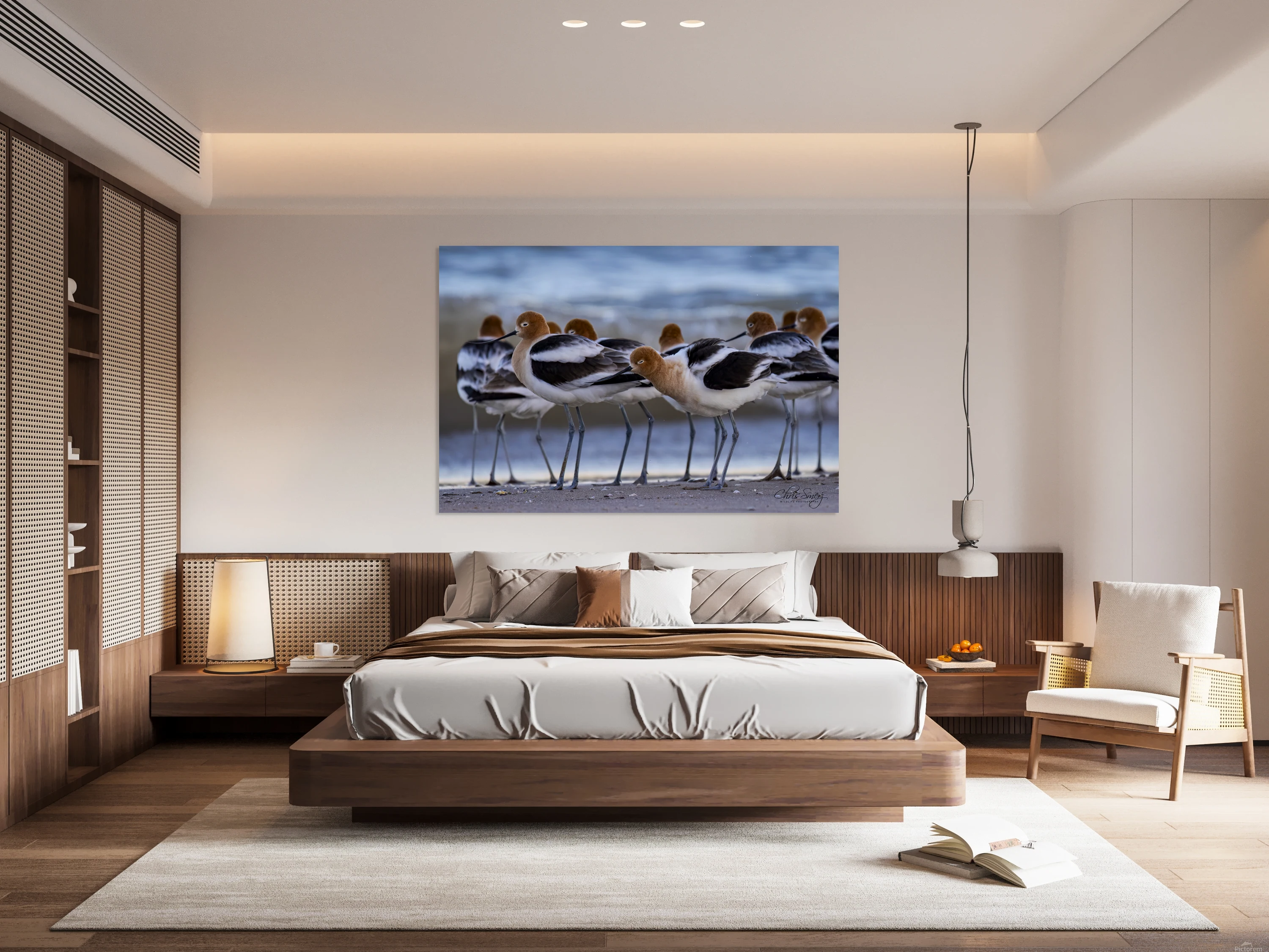 American Avocets Photography Beach