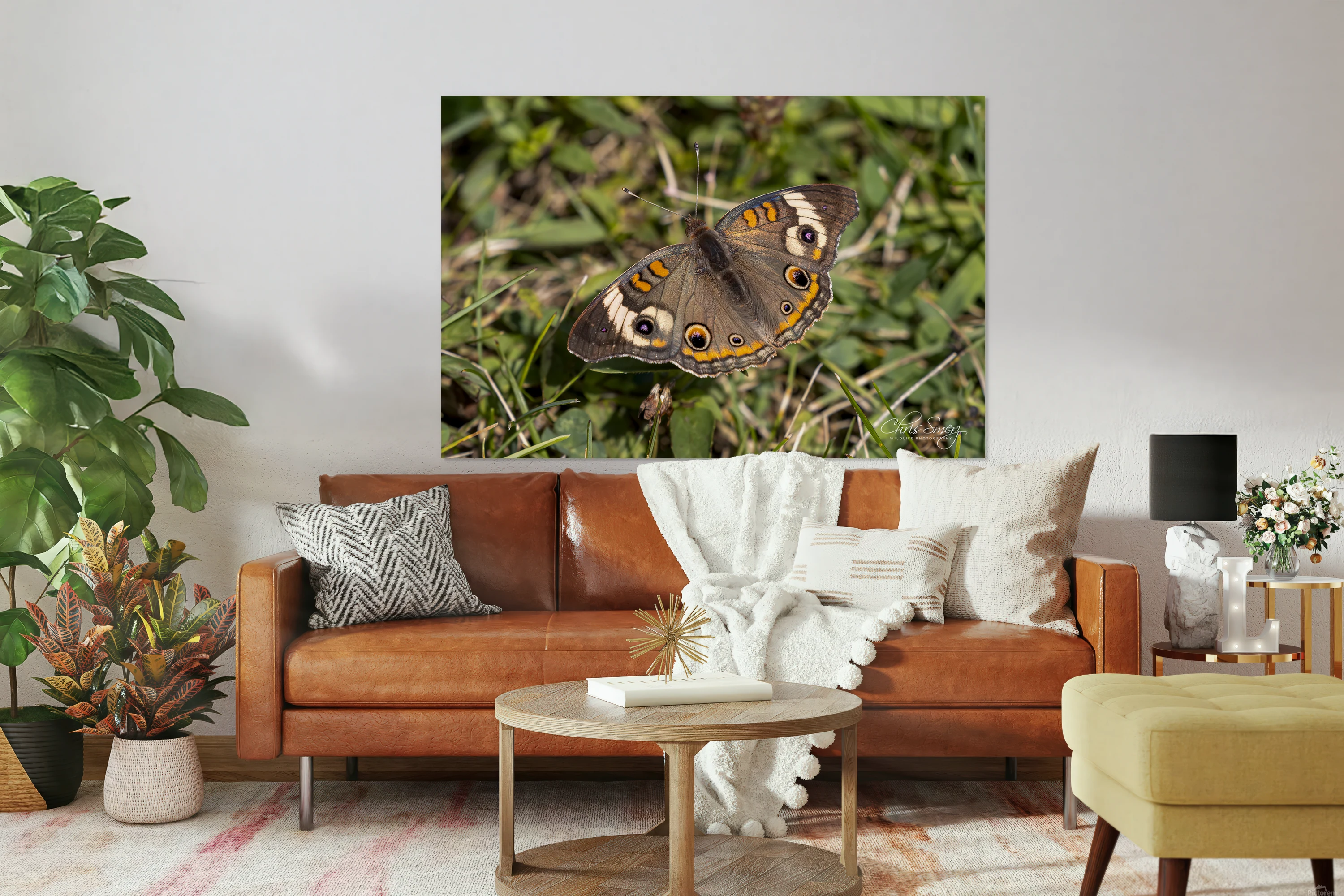 Butterfly Photography On Grass