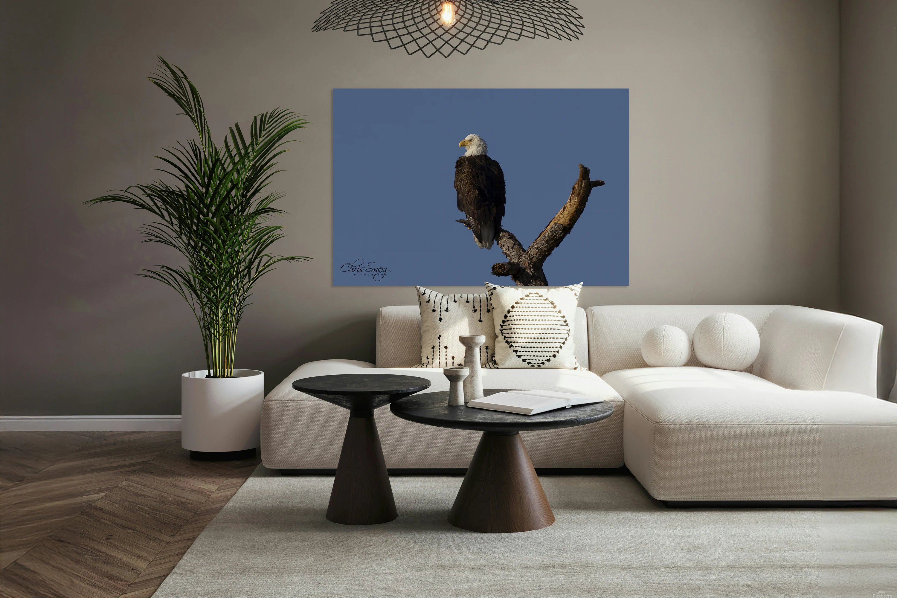 Bald Eagle Photography Tree