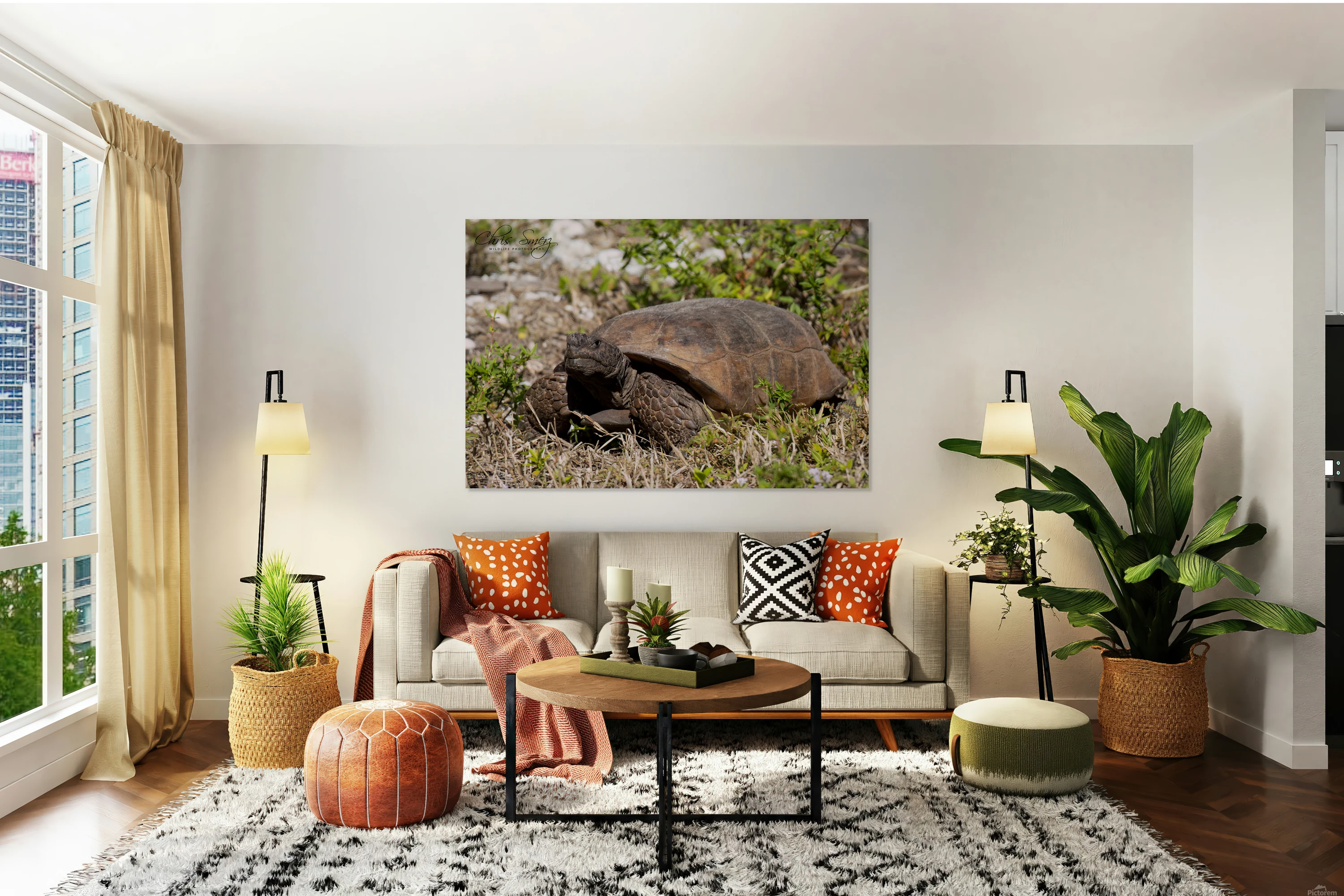 Gopher Tortoise Photo