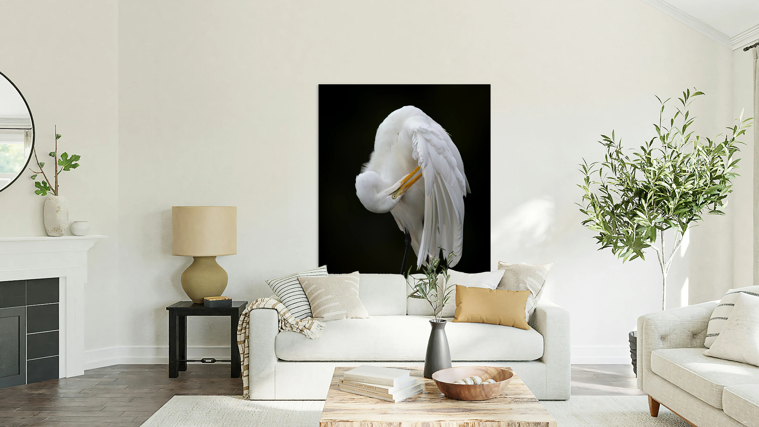 Egret Preening Photography