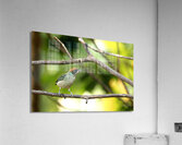 Stilpnia vitriolina Acrylic Print