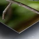 Stilpnia vitriolina Metal print