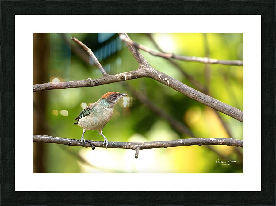 Stilpnia vitriolina Picture Frame print