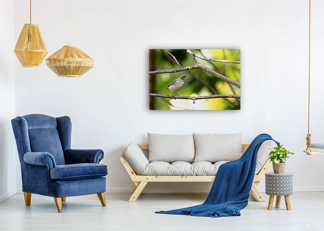 Stilpnia vitriolina Reproduction