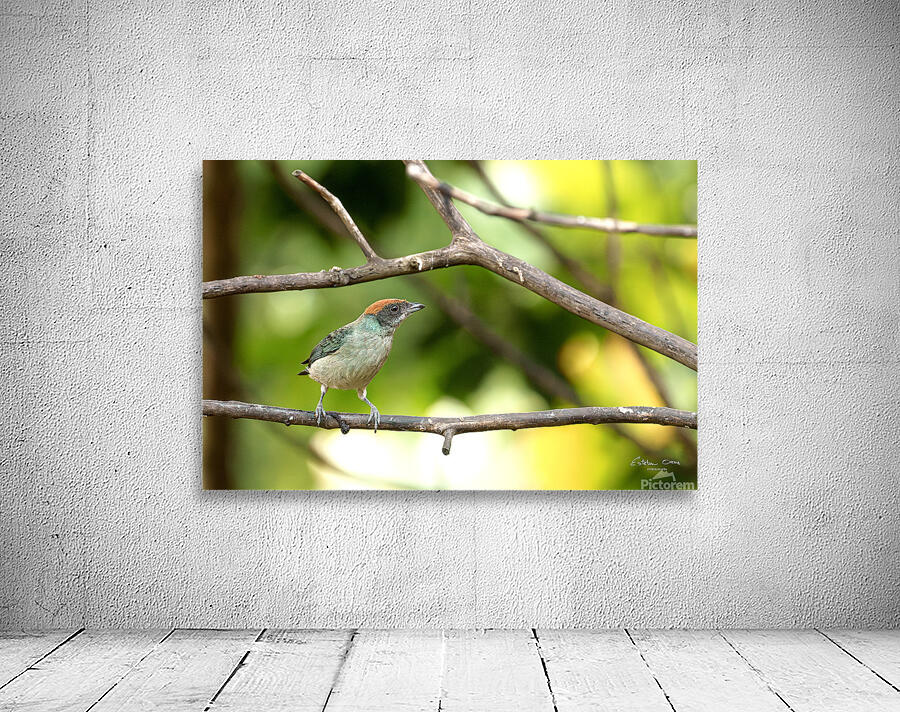 Stilpnia vitriolina Wall Preview