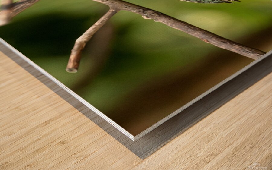 Stilpnia vitriolina Wood print