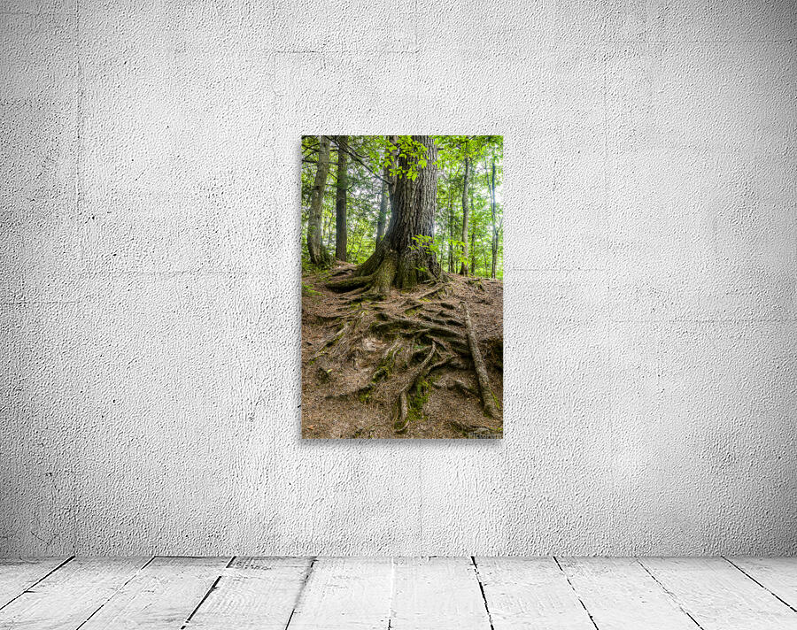Old Tree Roots  Wall Preview