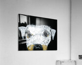 Schnauzer portrait Acrylic Print