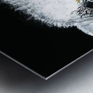 Schnauzer portrait Metal print