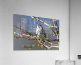 Singing Bird Acrylic Print