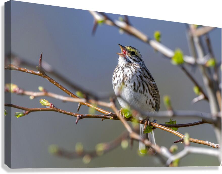 Singing Bird Canvas Print