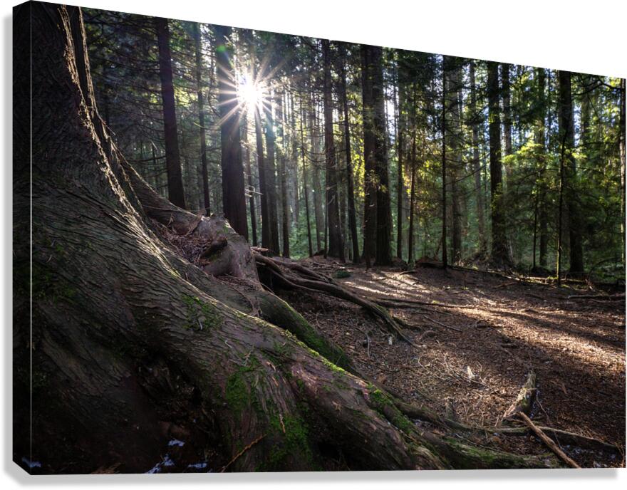 UBC Conservation Lands Canvas Print