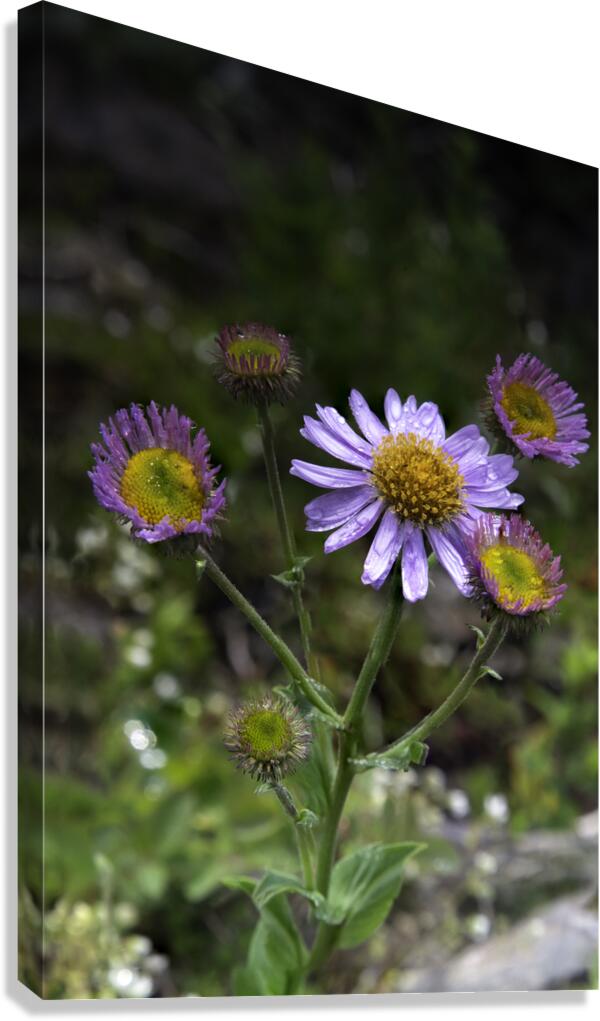 Mountain Flowers Canvas Print
