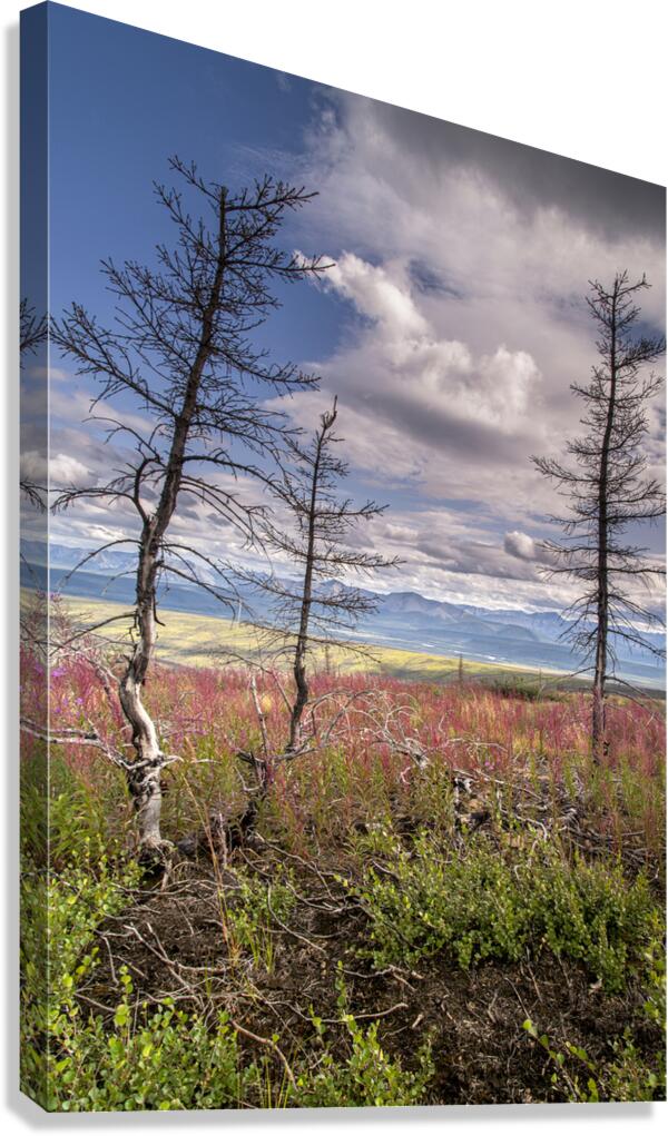Arctic Trees Canvas Print
